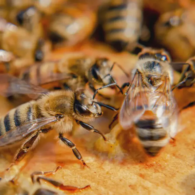 Bee waggle dance inspires new method of robot communication