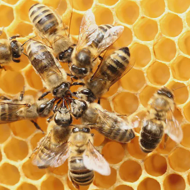 Bees’ ‘waggle dance’ may revolutionize how robots talk to each other in disaster zones